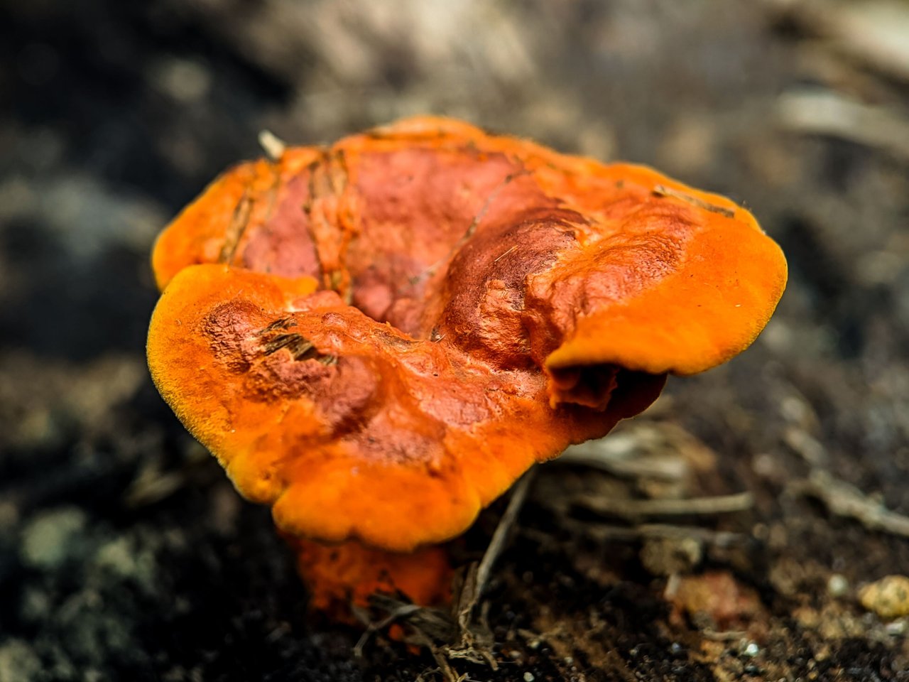 https://files.peakd.com/file/peakd-hive/furkanmamplam/Eos1kzXf7UVyaQqv5yuL5rRUrnP4QaU9WY54VRG9WKTag6n5uymVPTN4gvTpaBnRh5R.jpg