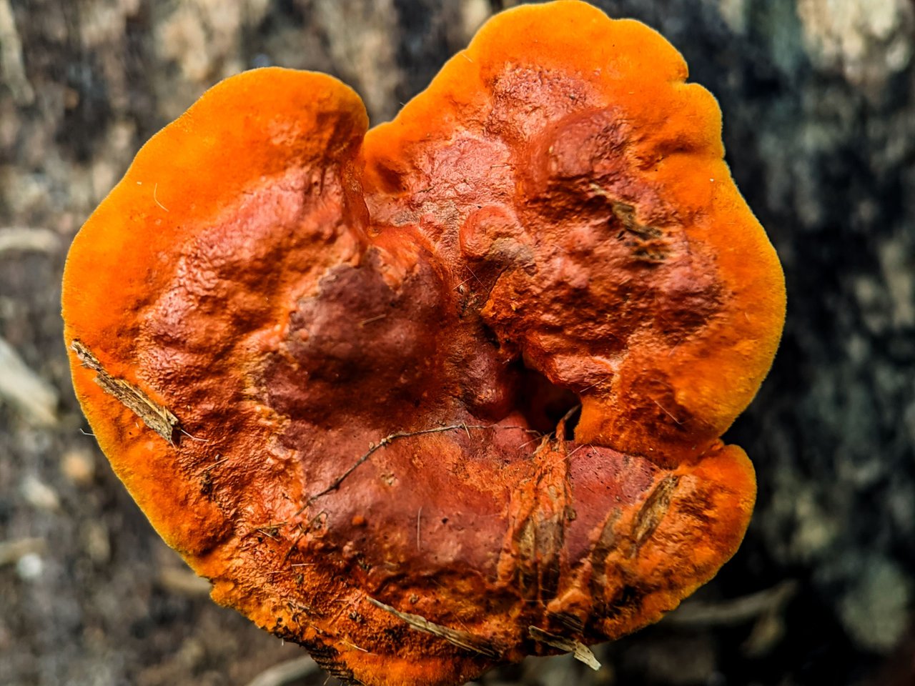 https://files.peakd.com/file/peakd-hive/furkanmamplam/Ep5oCD7JWLhuBRxSJ65v99bzFRadCZvD6sxFMTwgC5rsW7enCXJGg46GRNE1GZ39KRW.jpg