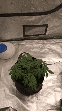 GIF_20240530_193906_306.gif