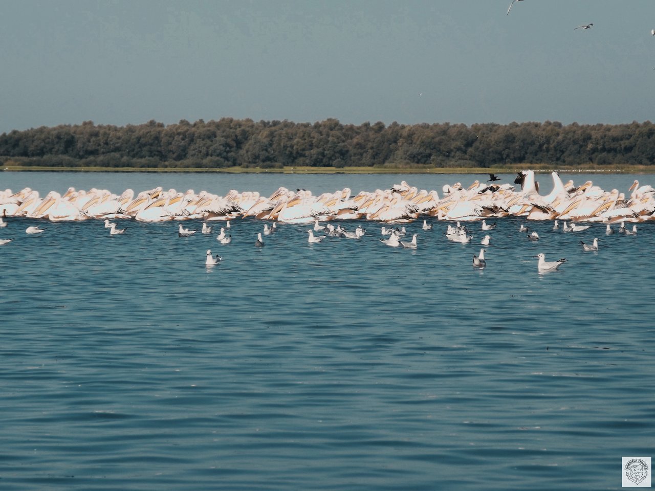 img1604395137873.jpg