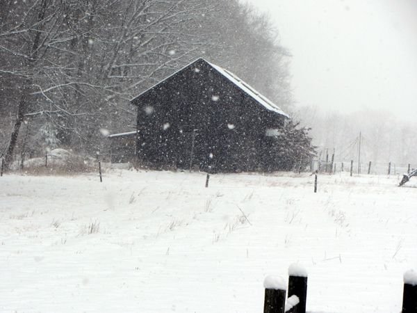 https://files.peakd.com/file/peakd-hive/goldenoakfarm/EowKwJYtXE4FJRa29h1PC7KaLwPp7UPdXmXodEjpCVf3zazQqWYWcPM679E6huuB5TZ.jpg