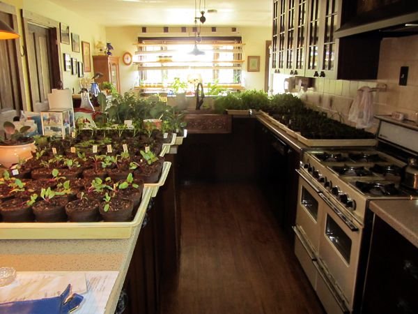 Starting Windows - April 14, 2025 @goldenoakfarm