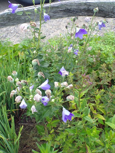 https://files.peakd.com/file/peakd-hive/goldenoakfarm/RlsnCpGq-2nd20Fence20-20balloonflower20crop20July202020.jpg