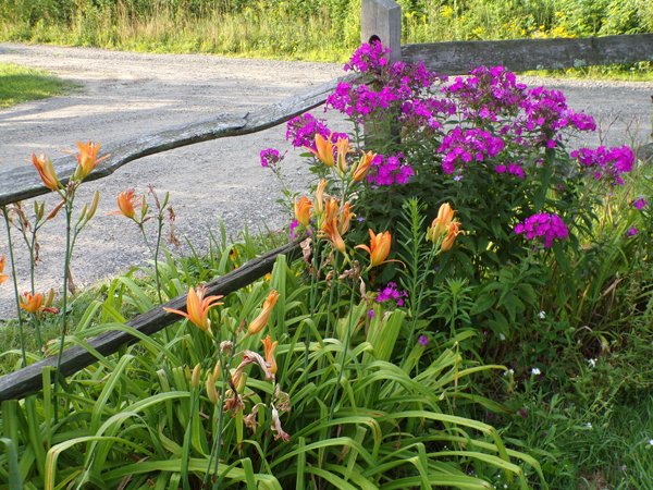 https://files.peakd.com/file/peakd-hive/goldenoakfarm/TyhgSFDo-3rd20Fence20-20double20daylilies20phlox20crop20July202020.jpg