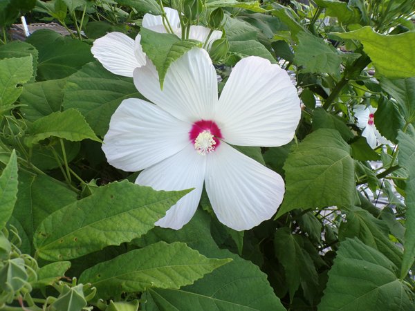 https://files.peakd.com/file/peakd-hive/goldenoakfarm/VR1qEelG-Hibiscus20flower20crop20July202020.jpg