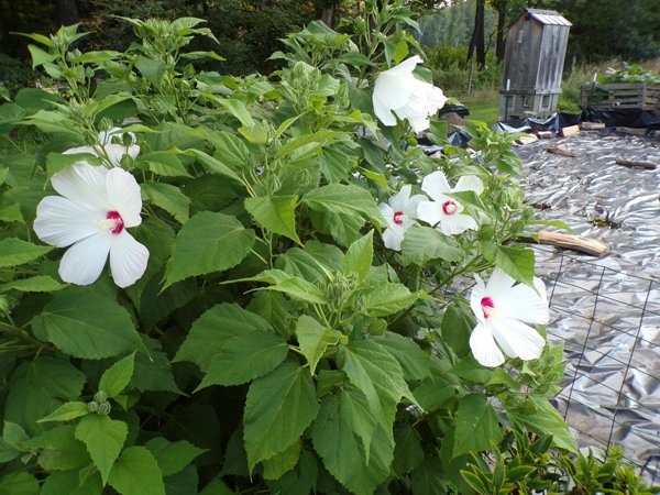 https://files.peakd.com/file/peakd-hive/goldenoakfarm/v72dYSsi-Hibiscus20flowers20and20buds20crop20July202020.jpg