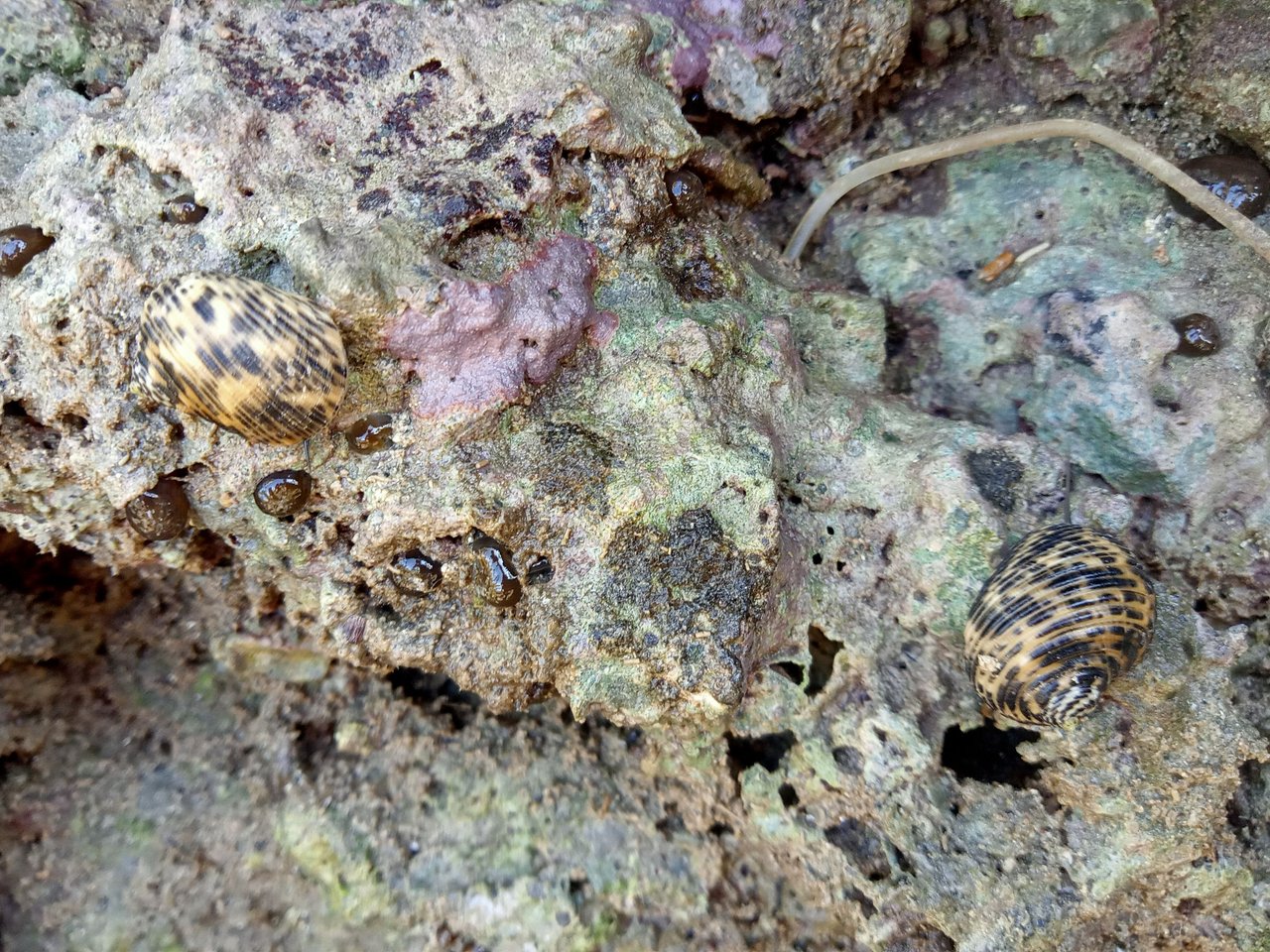https://files.peakd.com/file/peakd-hive/gpinoy/EoGypREAP9J6c7LNEma25XcK7vcqTWhdKvHBJsLK92kwL3BMbdS9n77ULBARTTTu6vm.jpg