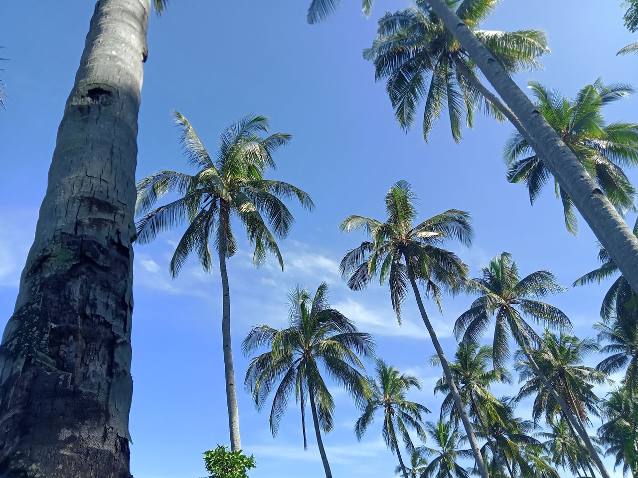 https://files.peakd.com/file/peakd-hive/gpinoy/EogLvwy8WZmTDJWDT9VnpV6NU88L9CU3joZtS33tJpzPMot6TyvLU8TWpxJHQeKxHZZ.jpg