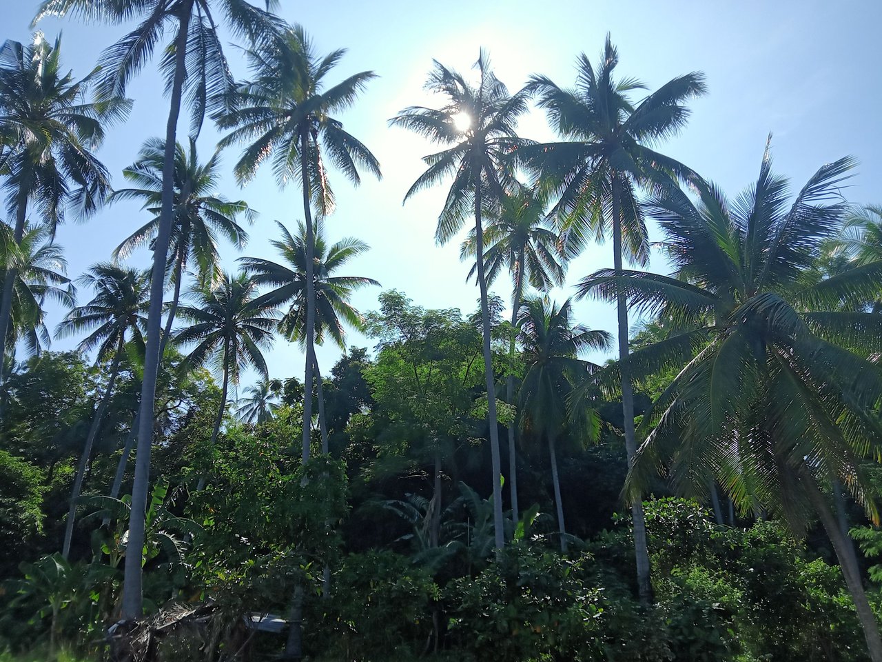 https://files.peakd.com/file/peakd-hive/gpinoy/EqhNQu82wxxad2PEwmEeHcTRDgsP6t3kHN1sQnYc4nMYM6D9AbADqkbRZGoKWUwpZJt.jpg