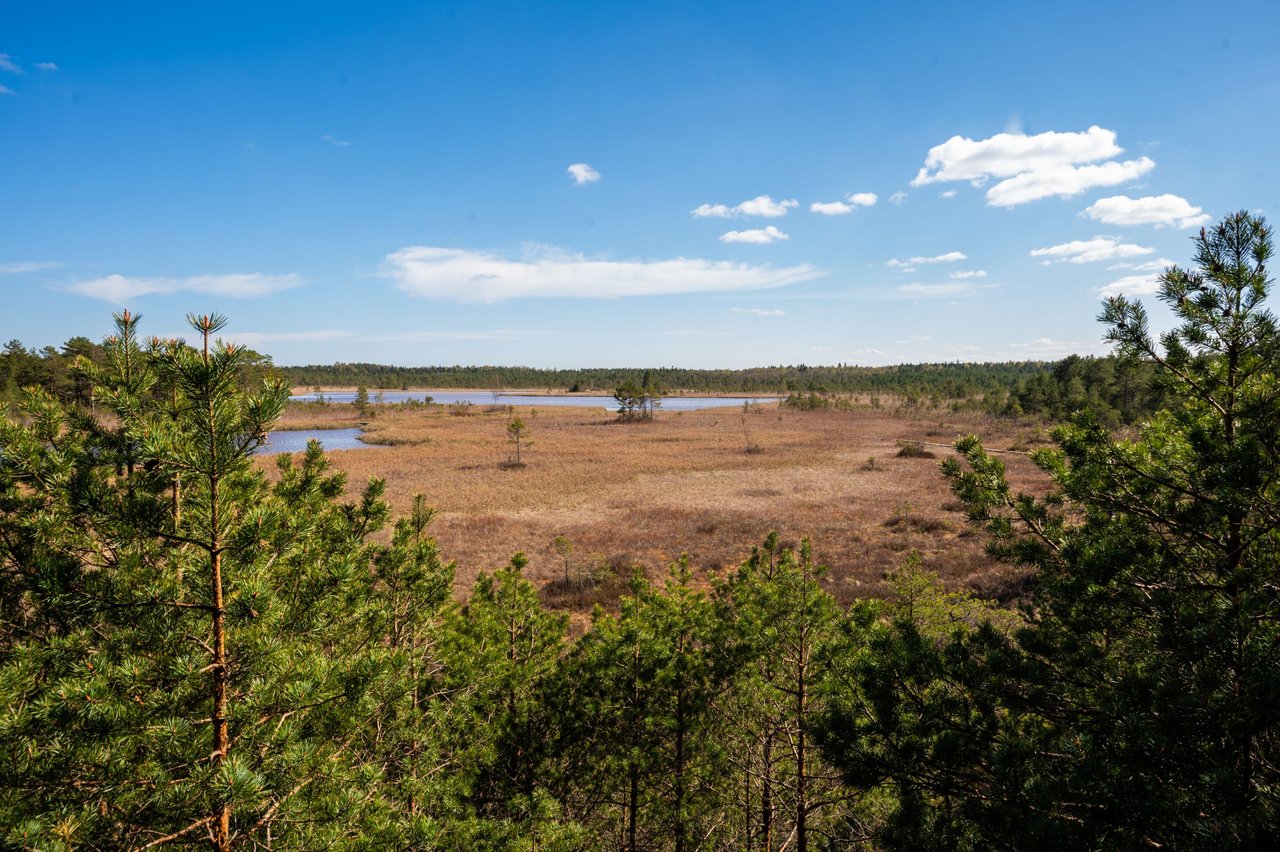 Exploring the Whitelake Bog - Estonia 