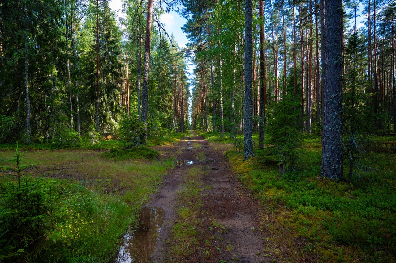 Think I Found the Most Scenic Swamp in Estonia