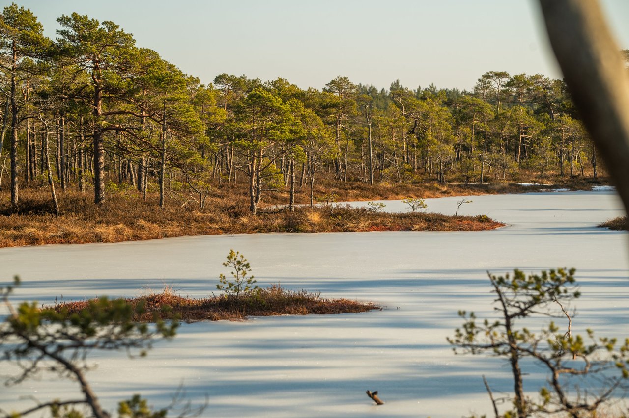 Spring Hiking the Wetland - Seli Bog