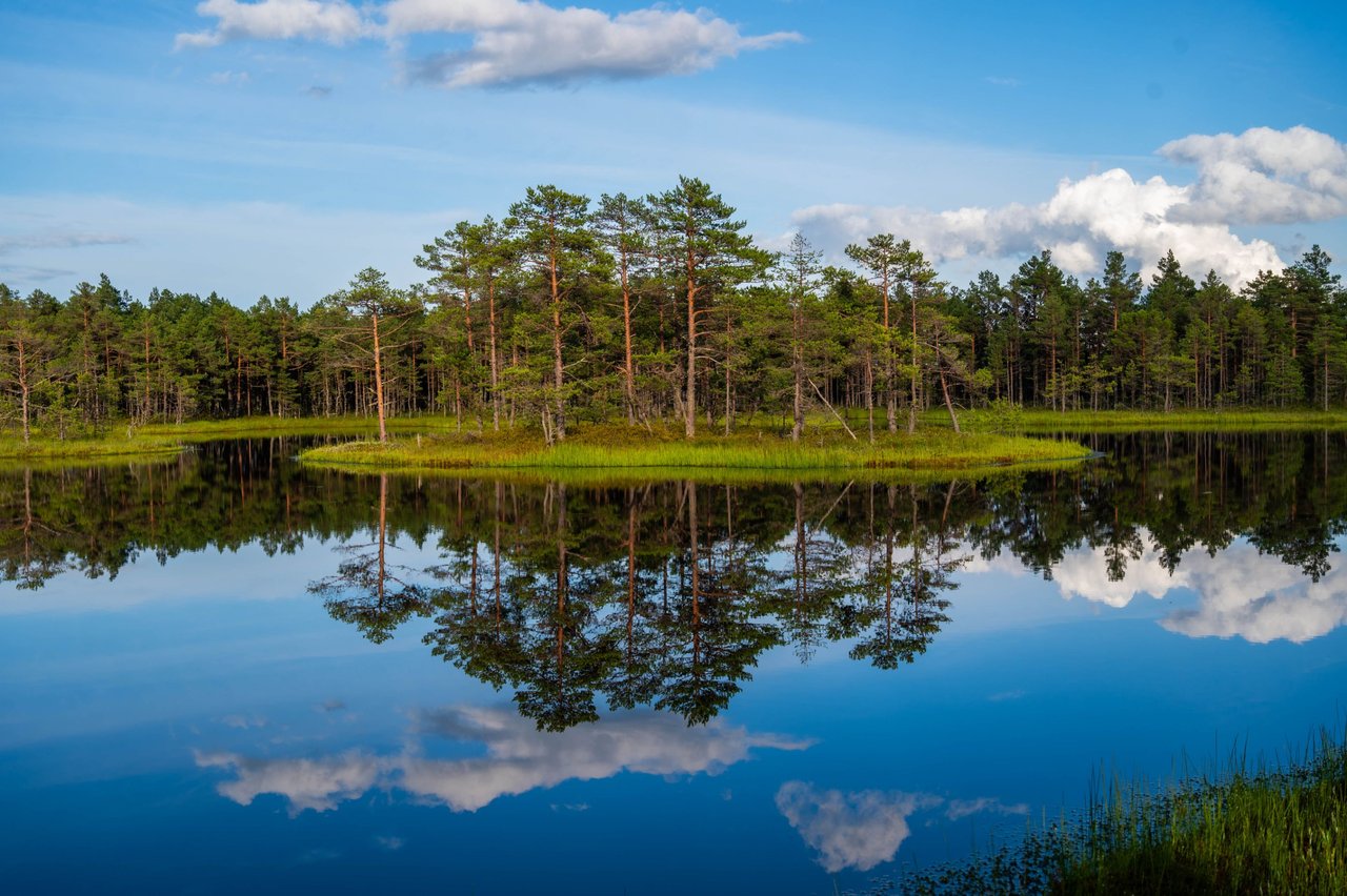 Think I Found the Most Scenic Swamp in Estonia