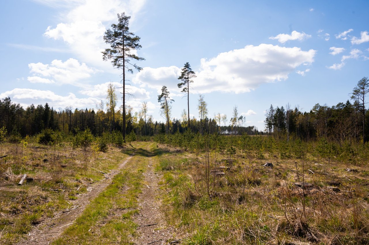 Exploring the Whitelake Bog - Estonia 