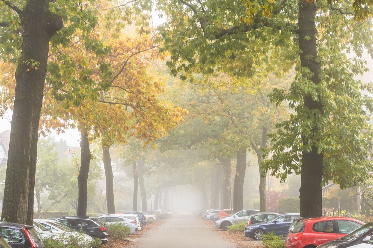 Foggy autumn street!