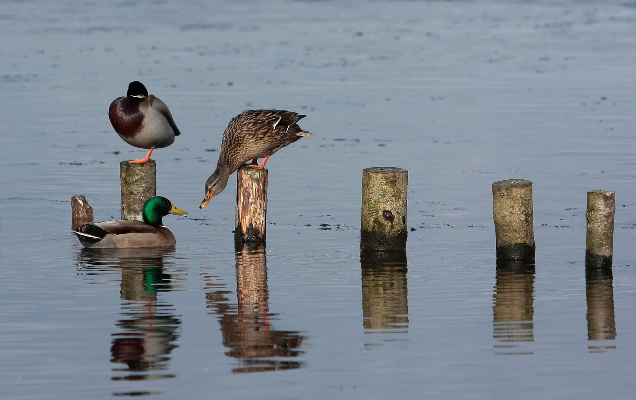 Ducks