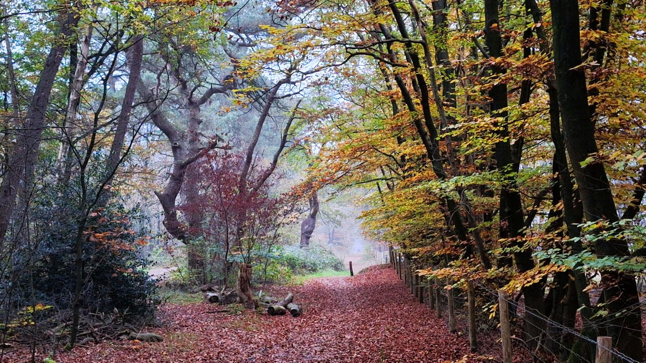 Autumn forest path