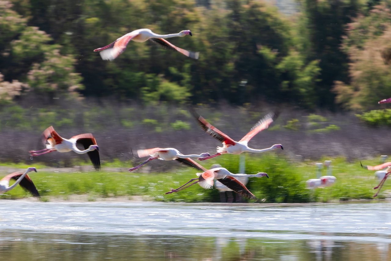 Flying flamingo's 