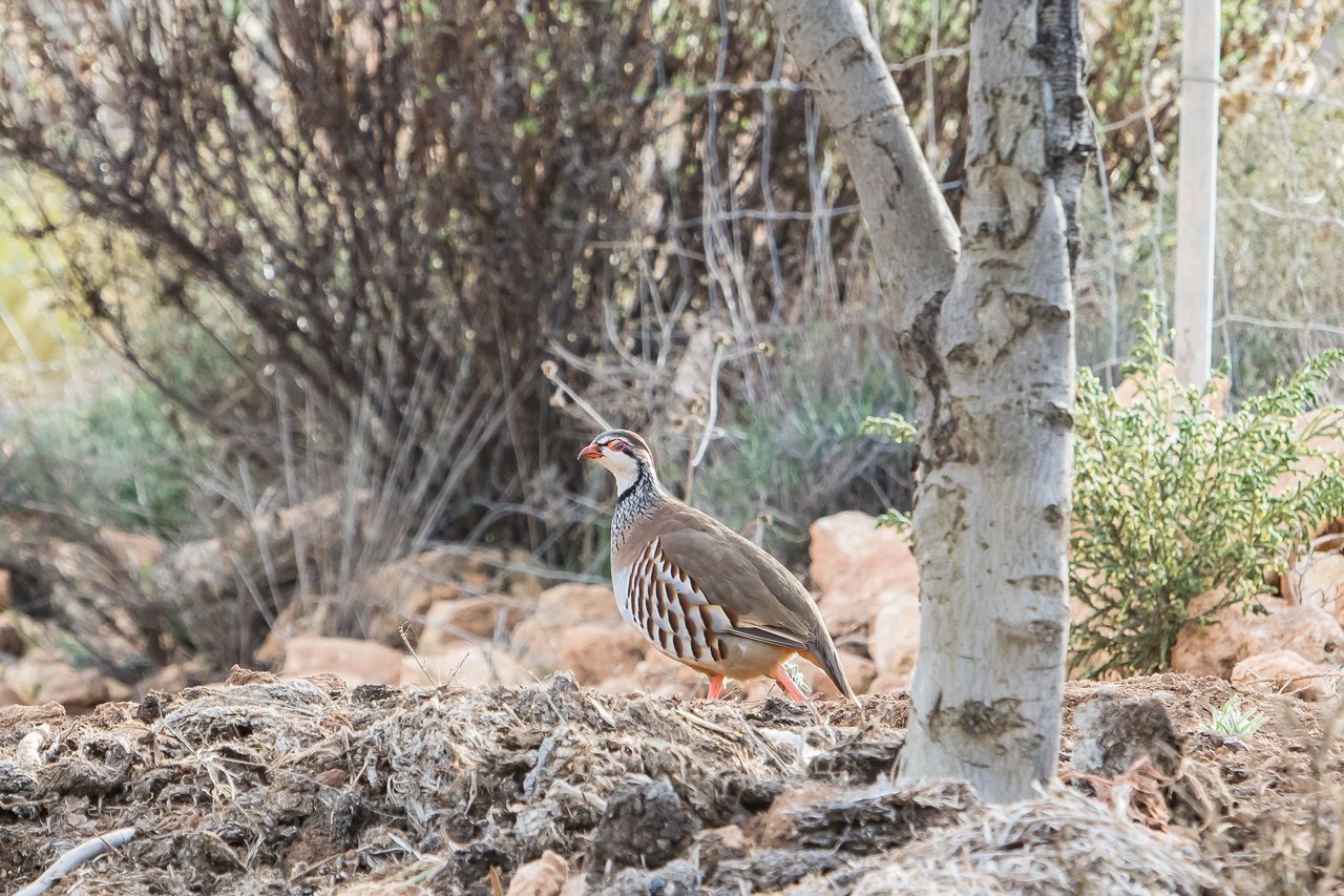 A beautiful partridge