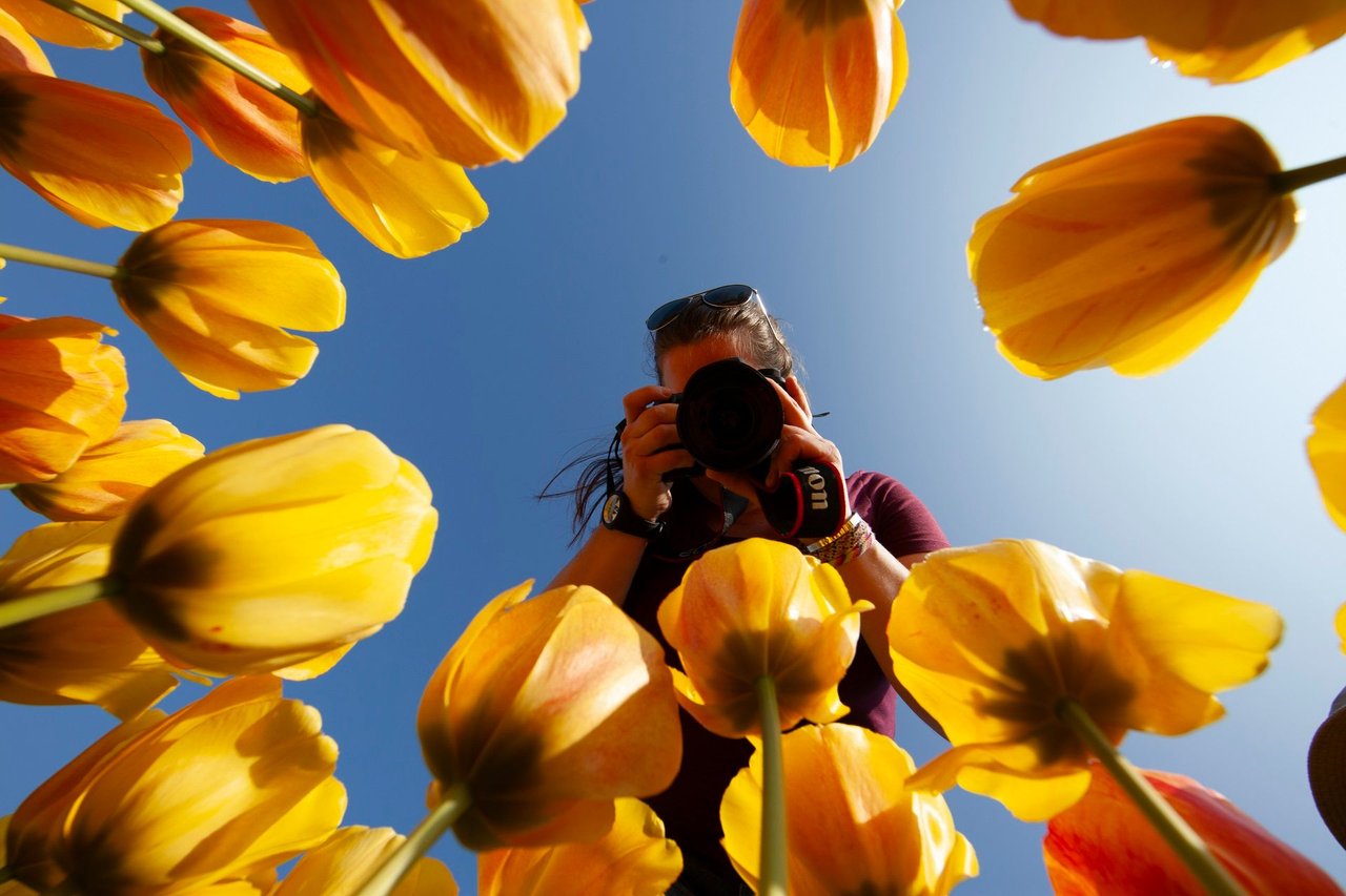 tulip field