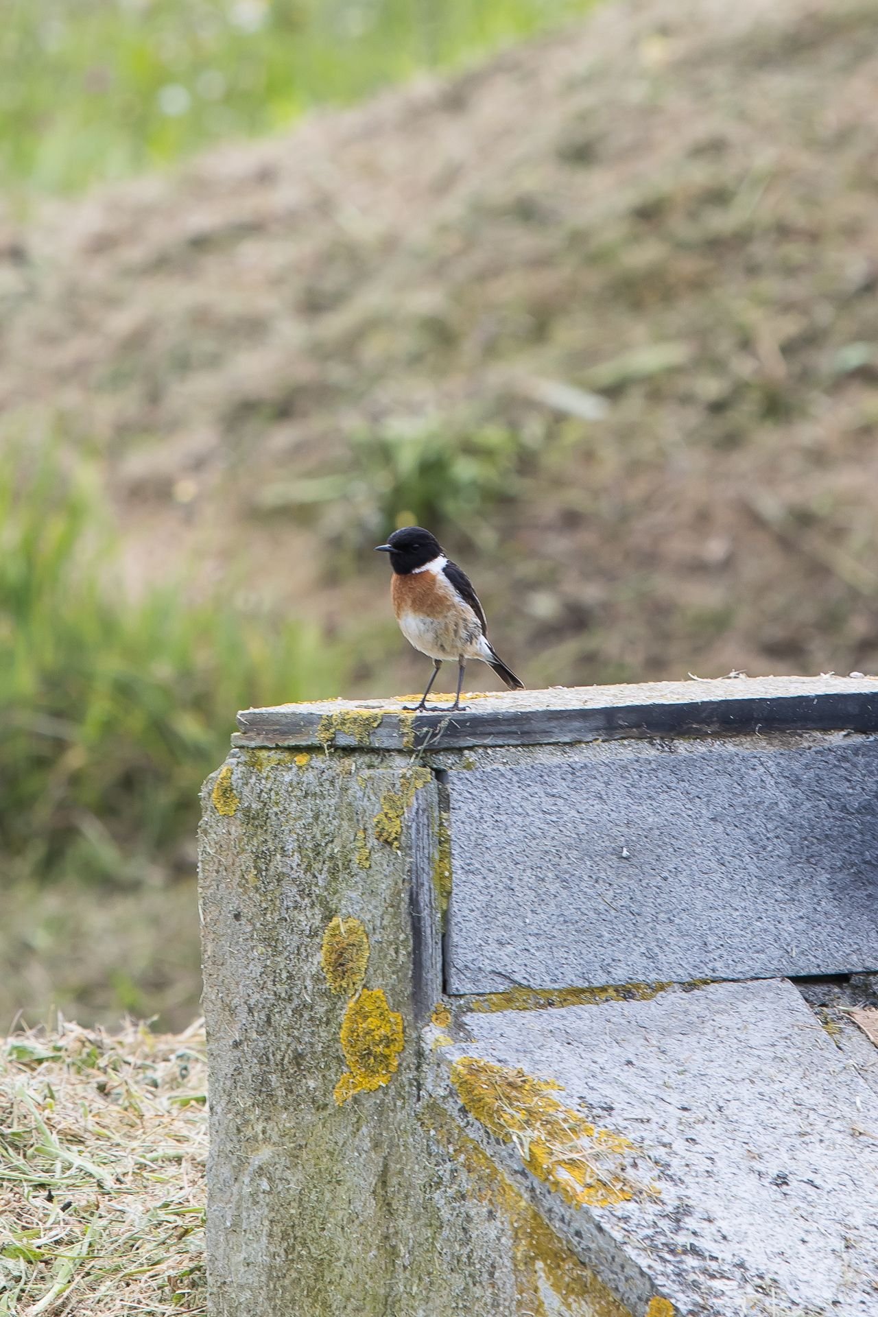  Saxicola rubicola