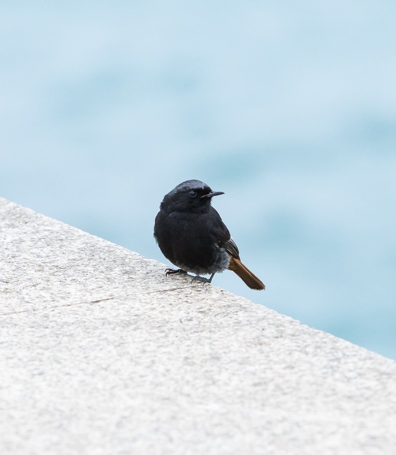 Black Redstart