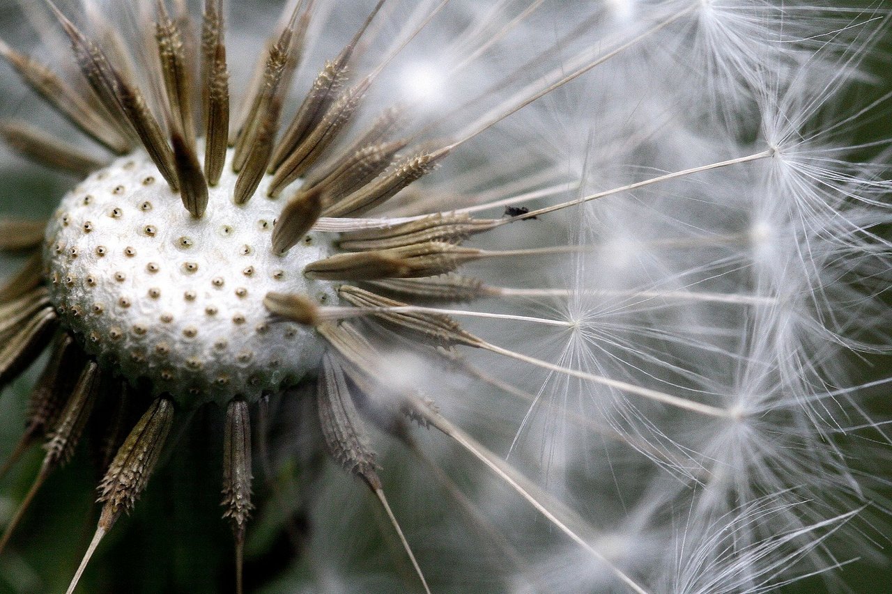 Dandelion