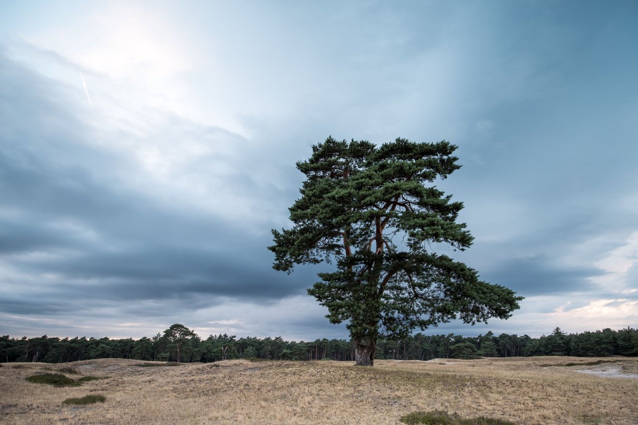 The lonely tree