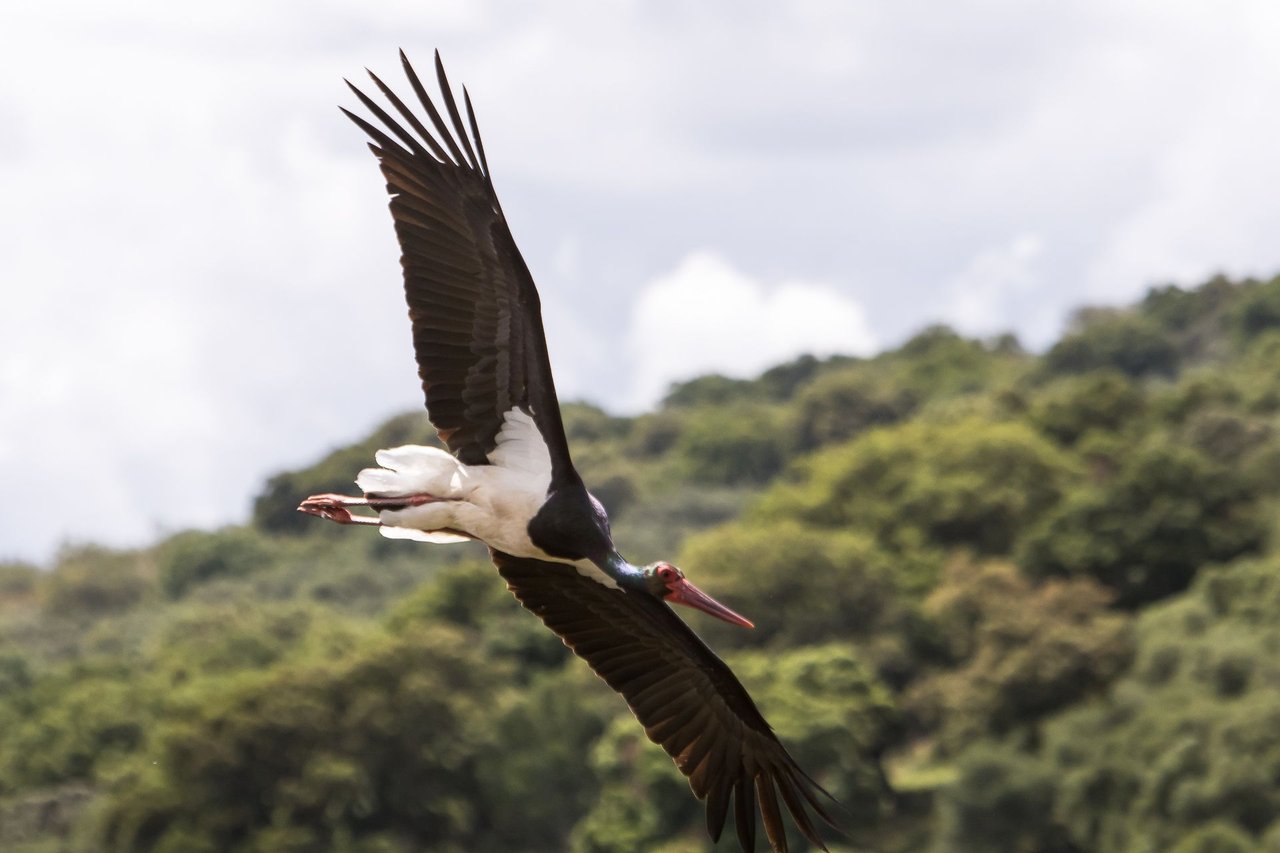 The Black stork