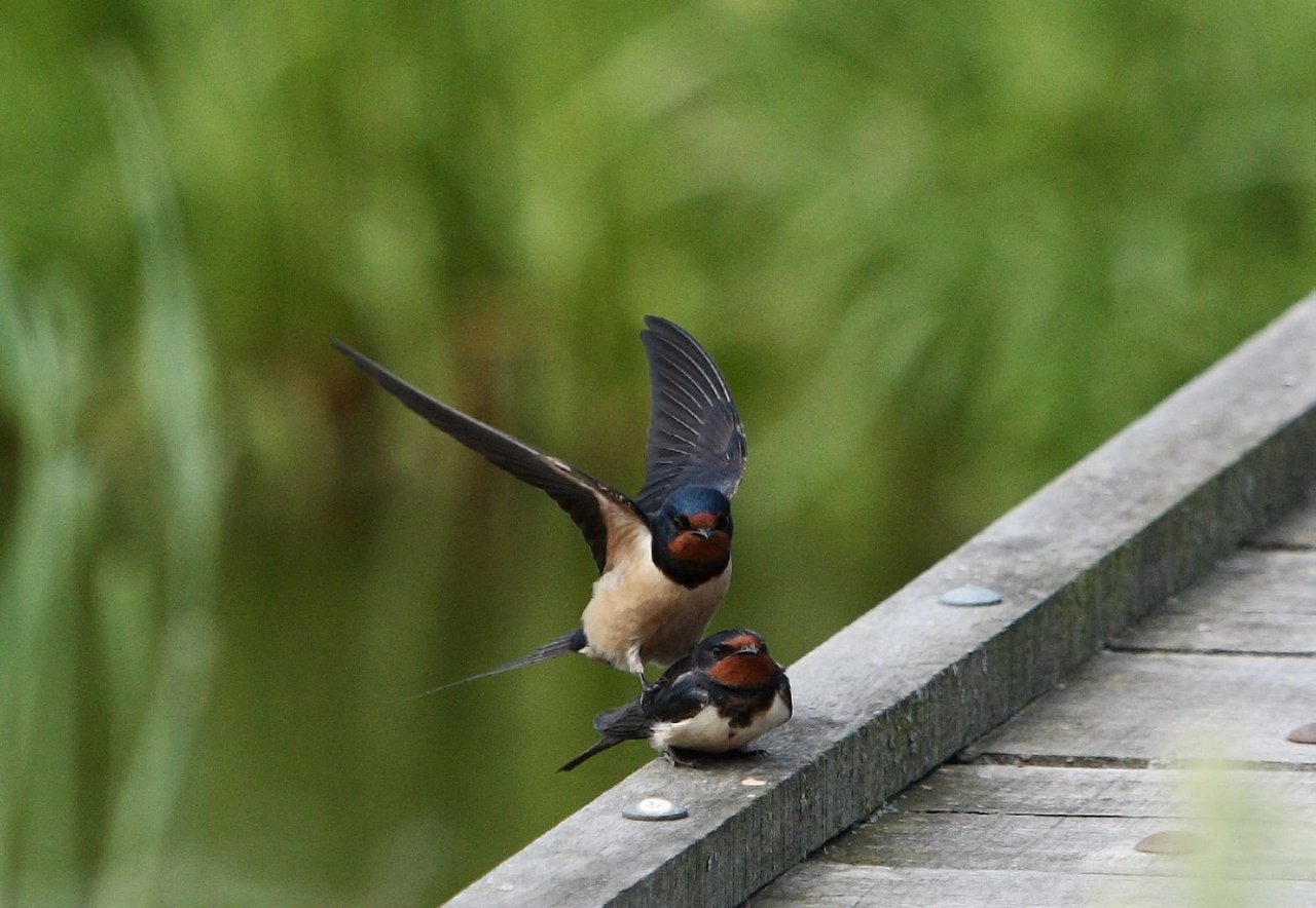 "Perching" barn swallow! 