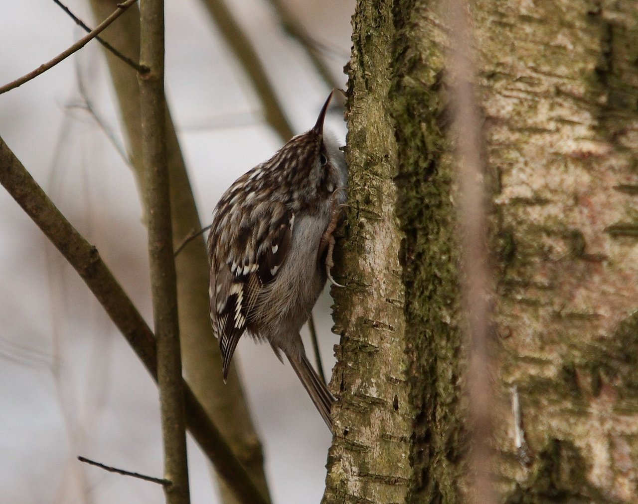 Brown Creeper