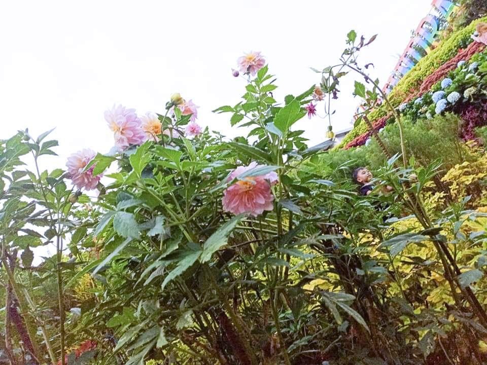 https://files.peakd.com/file/peakd-hive/helianthus-chloe/EoTeJ1Lj386TBMLEa79JH99QPKnQHU6jTyXsntkkXsst9gqRsMHqJ7Yg5rqYzJfXrA7.jpg