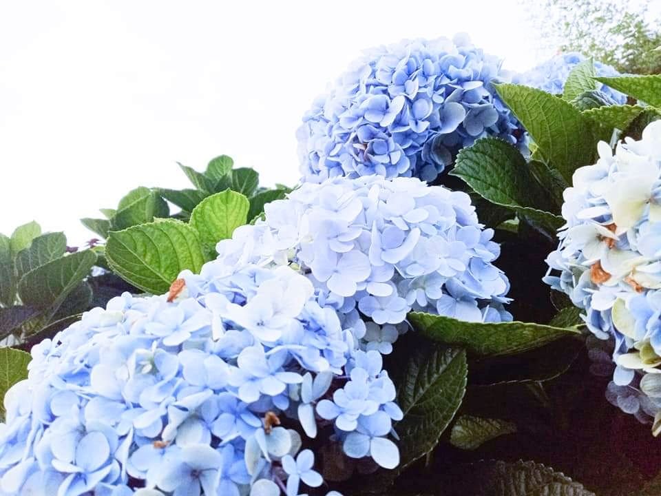 https://files.peakd.com/file/peakd-hive/helianthus-chloe/EqDn3QZAod3fQZCXCjeeUvhbTArik1GpK5YJvxaH8h2wkE5D6Ti6BSuofuQV3WgHEqW.jpg