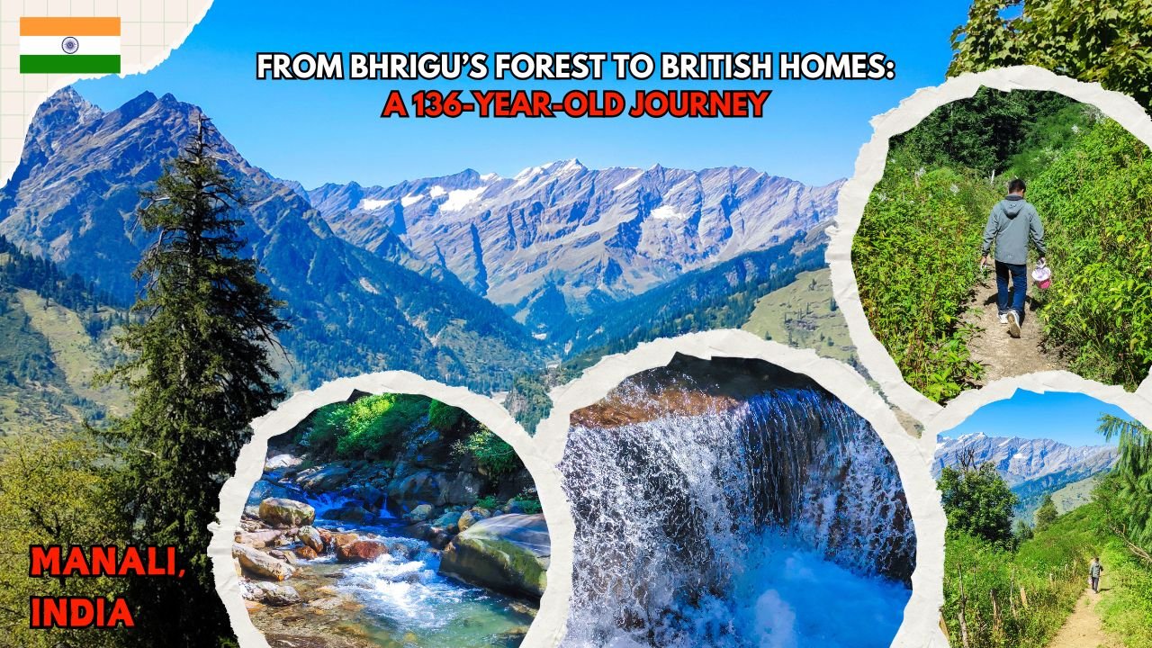 From Bhrigu’s Forest to British Homes: A 136-Year-Old Journey