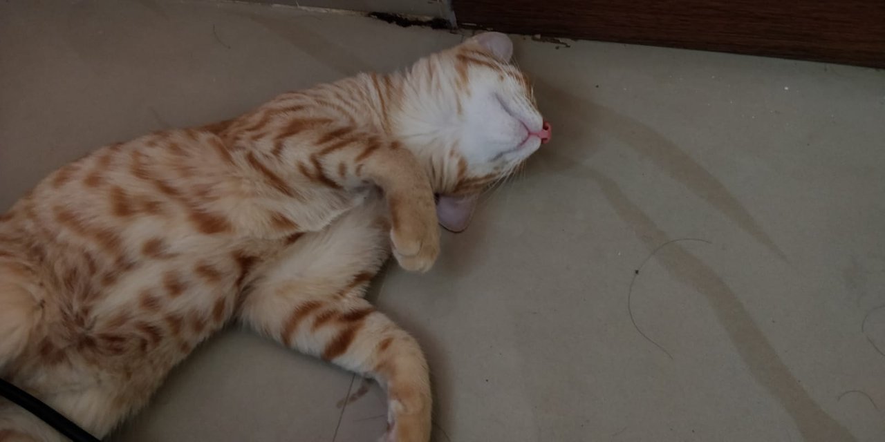 IMG20200507WA0000.jpg