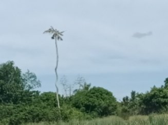 https://files.peakd.com/file/peakd-hive/iamhug/245myEjqhdcNvkd3eoKbVdbngmqzwe2DAtPNby8ahC1S3AM4HngkeGL5AxHyUfeS7JHEY.jpg