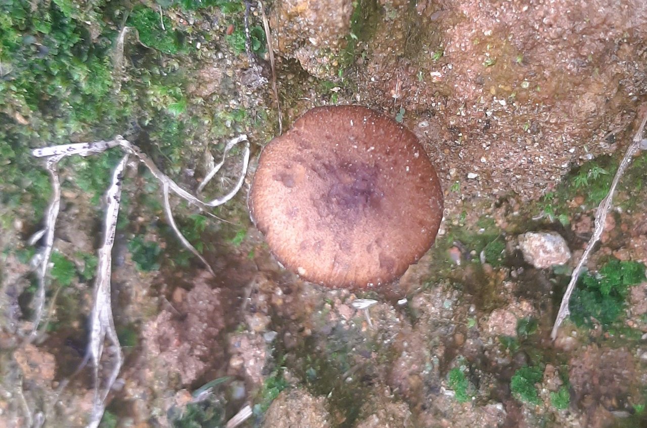 https://files.peakd.com/file/peakd-hive/ifarmgirl/EoCj4n2sKaW1ZJ8NuCTEgXkpxhNWzUGtAZsiZ6VQEdav9fGH6tREi3bPJw1m8UCV59b.jpg