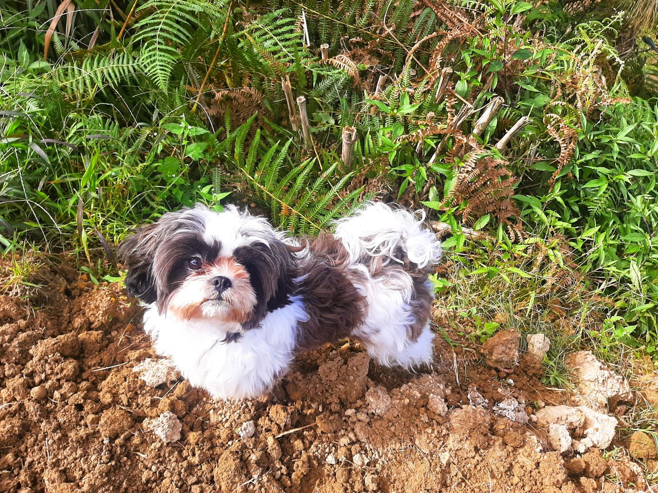 https://files.peakd.com/file/peakd-hive/ifarmgirl/EoGyrB9BSL6Zq7n4ekw78aYuWRabeF6f8YgWAYE97WdCsvk8SE9o9DVeS6zbgT35b3x.jpg