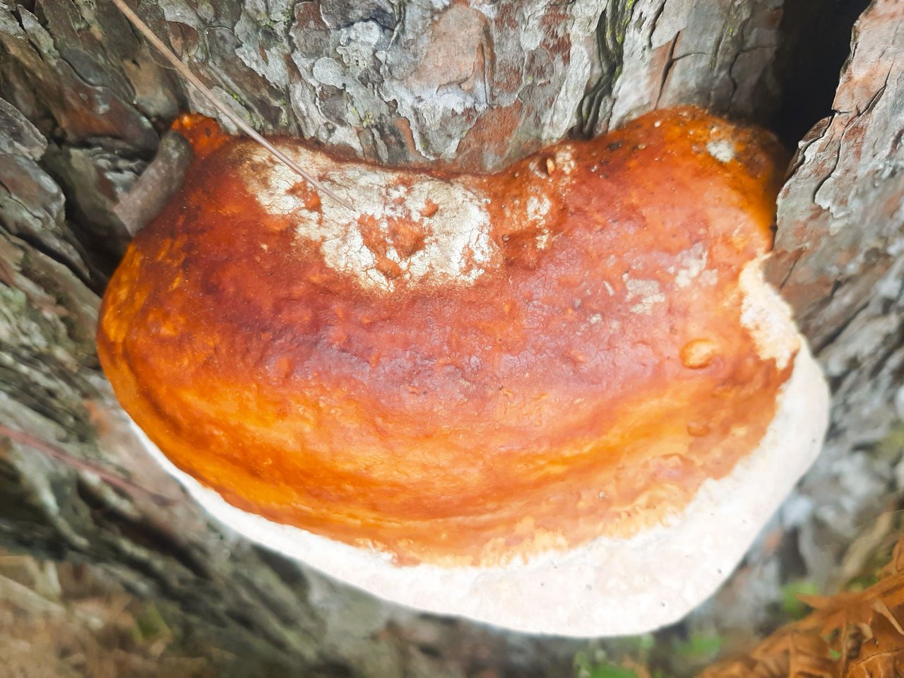 https://files.peakd.com/file/peakd-hive/ifarmgirl/EogRCKzBm4qUzVybV7RKdnYfyKjcQ8nQEhFmr7ByUrC7K8xjMA5rDrcthmN9e5A49C1.jpg