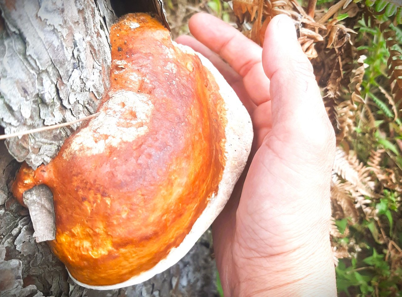 https://files.peakd.com/file/peakd-hive/ifarmgirl/Ep5r3Cstx8hwGtgjZAgZ6cUqjKEu9NgJYbenb7pkjo8J7uCBStVLYEnBW23HtCMiLLY.jpg