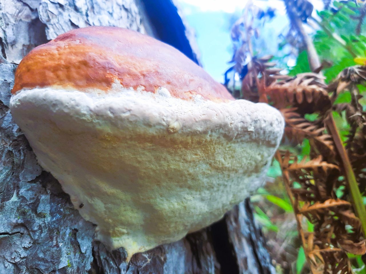 https://files.peakd.com/file/peakd-hive/ifarmgirl/Eq9Up24WD7wXJiAanozp6cCM95WAHC5xPz6gmwAMaYCG4h2gEHMUzUpETicqrhMyu93.jpg