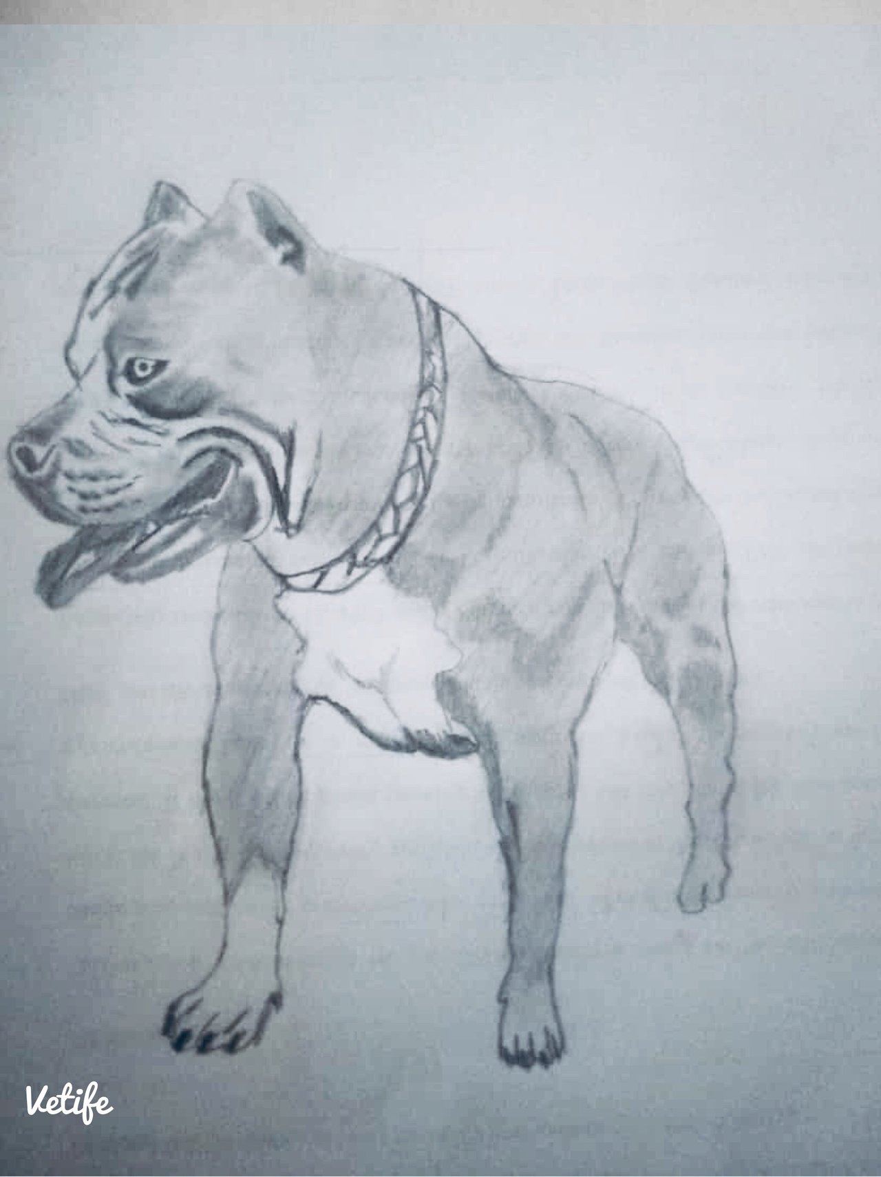 Vector Sketch Drawing Pitbull Barking Pit Bull Terrier Dog Vector Stock  Vector - Illustration of cartoon, animal: 233429572