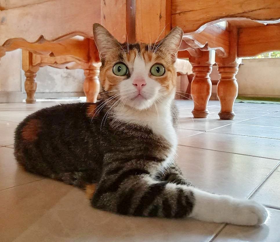 Pictures of Pacha, my naughty cat [ENG||ESP]