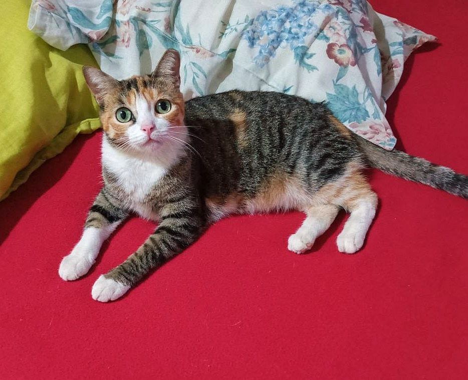Pictures of Pacha, my naughty cat [ENG||ESP]