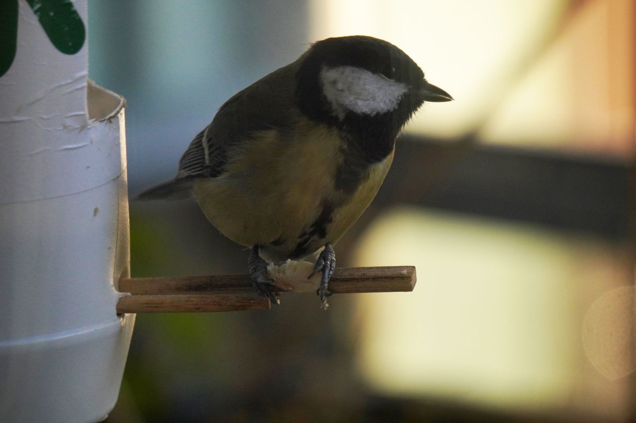 Hive Stock Images: Great Tit (Parus Major) | PeakD