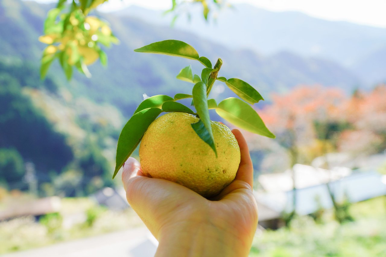 Yellow (2) - Picking Yuzu Fruits 🍋🍊 | 在四国岛深山里采摘日本柚 