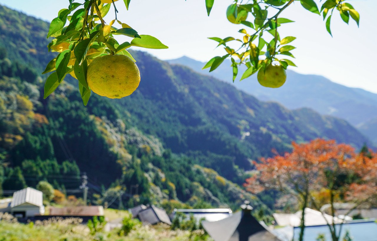 Yellow (2) - Picking Yuzu Fruits 🍋🍊 | 在四国岛深山里采摘日本柚 