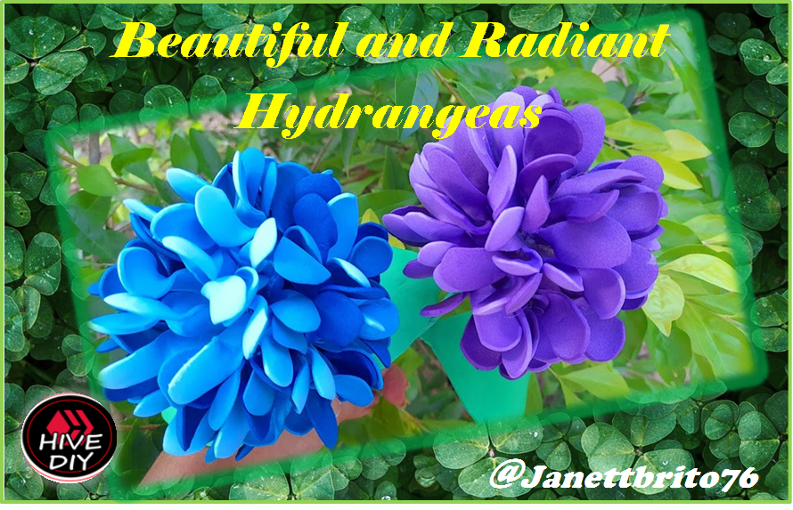 ESP-ENG] ? Hermosas y Radiantes Hortensias ? Beautiful and Radiant  Hydrangeas ? | PeakD