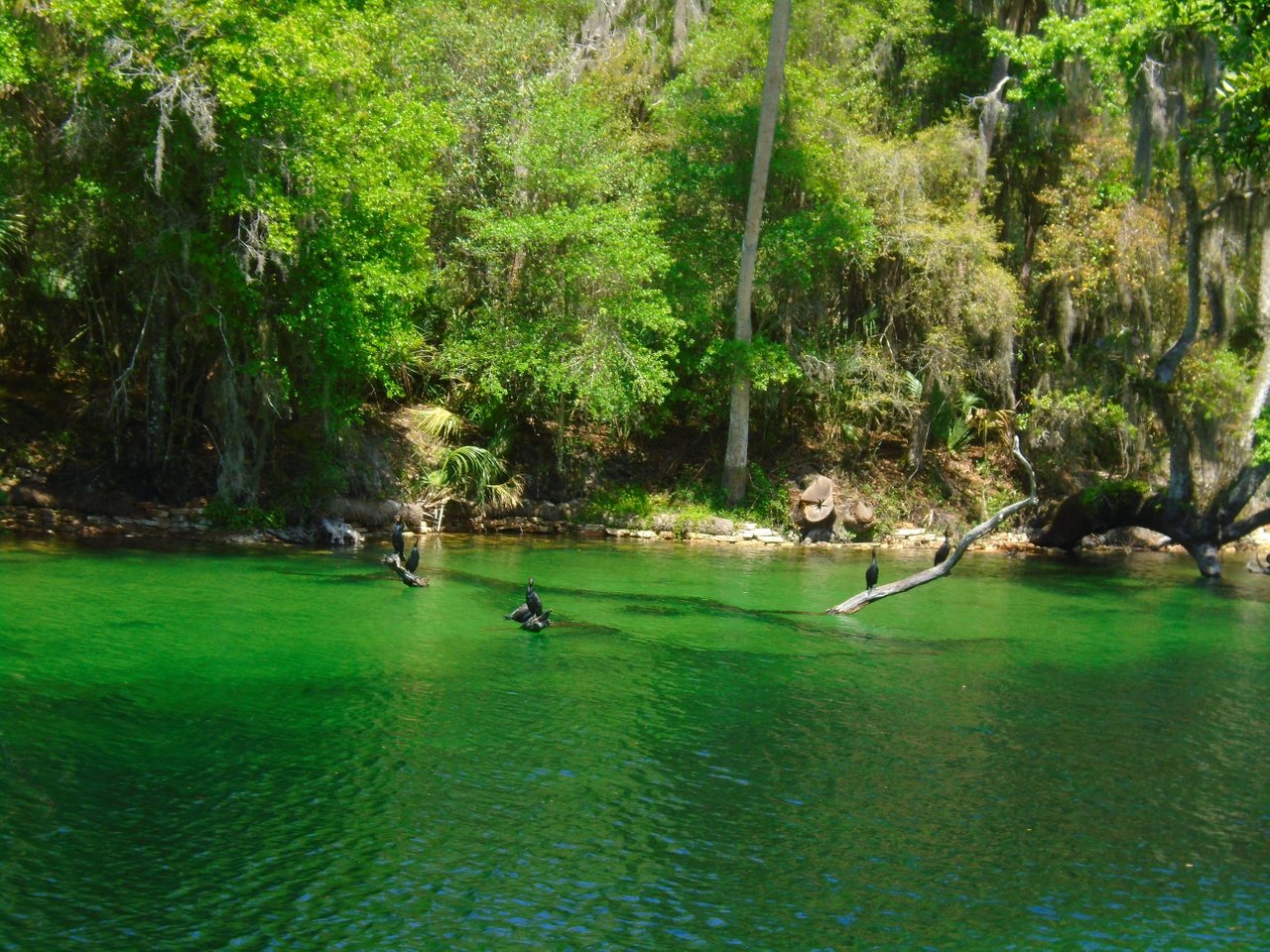 Blue Springs State Park: A Pristine Gem of Central Florida – Amanda Meets  World