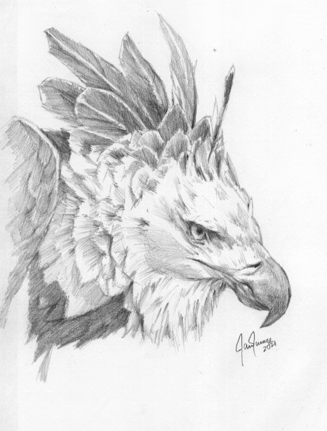 The harpy eagle pencil drawing / La águila harpía dibujo a lápiz | PeakD